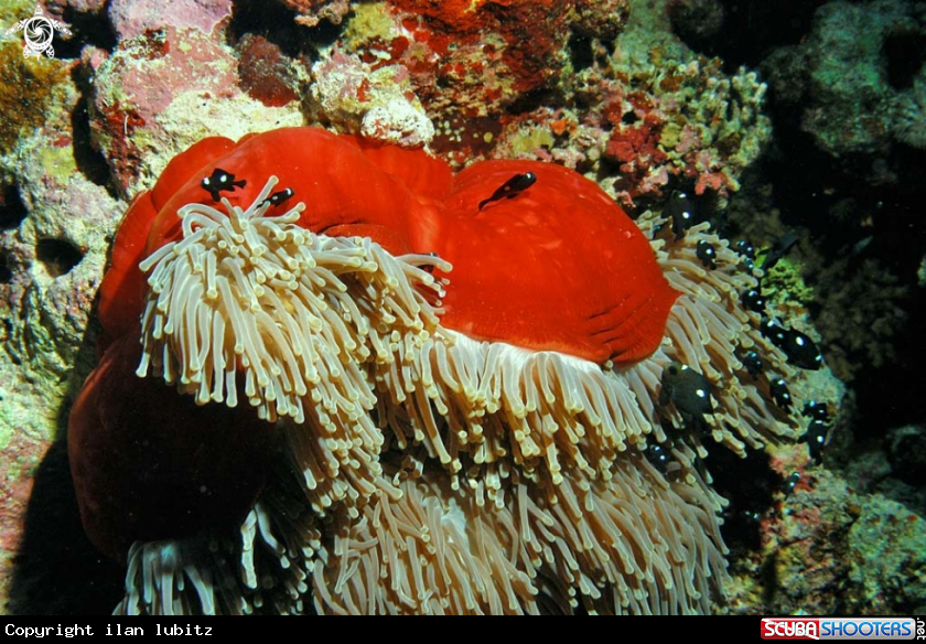 A Sea Anemone and Nemo