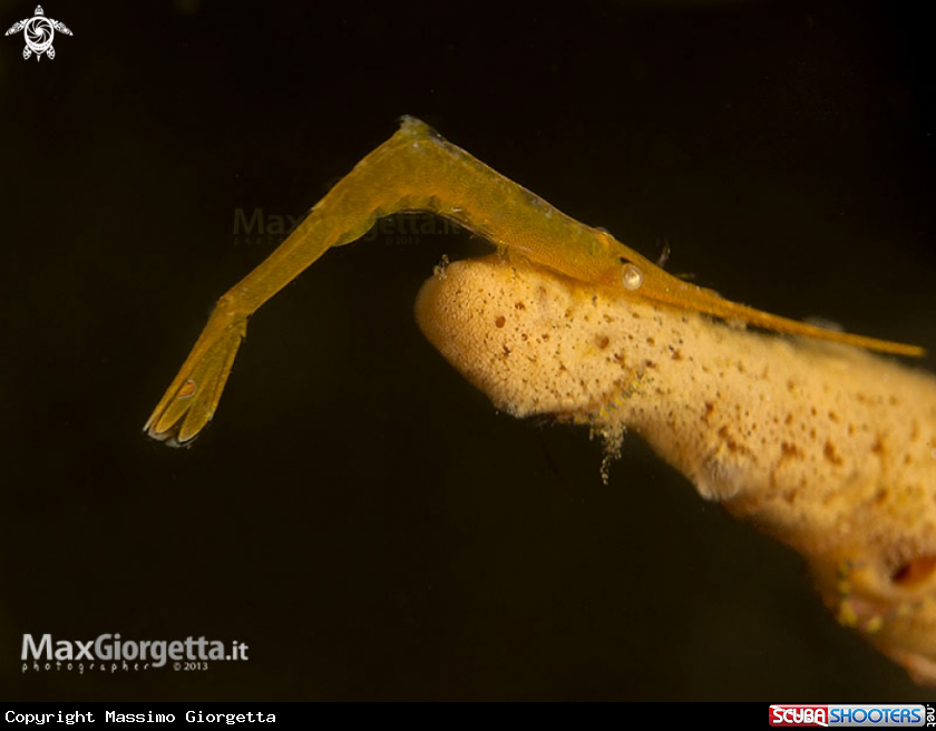 A Tozeuma Shrimp, Tozeuma lanceolatum
