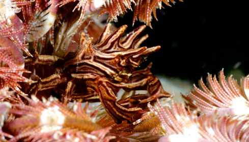 A Feather Star Crab