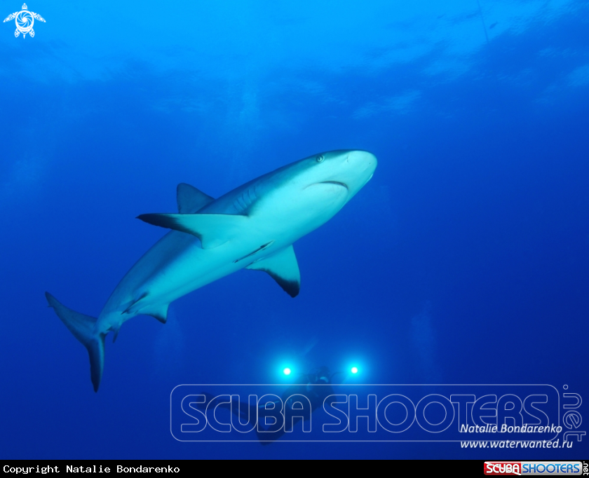 A Carribian reef shark