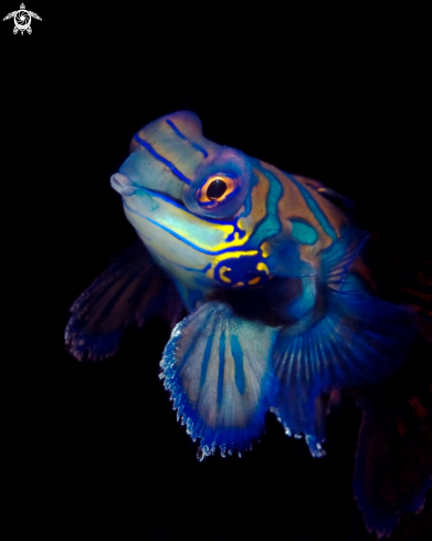 A Synchiropus splendidus | Mandarinfish
