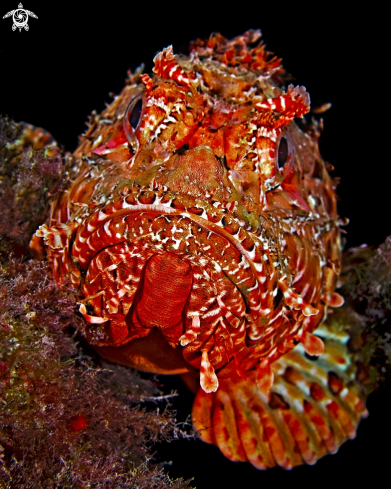 A Scorpaena scrofa | Scorpionfish