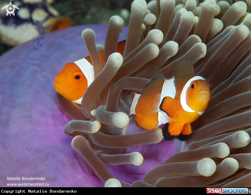 A Amphiprions