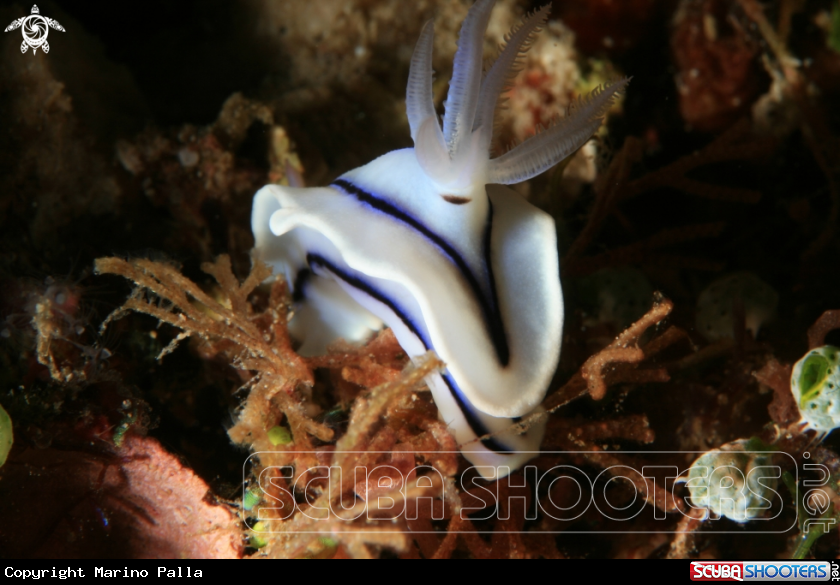 A Nudibranch