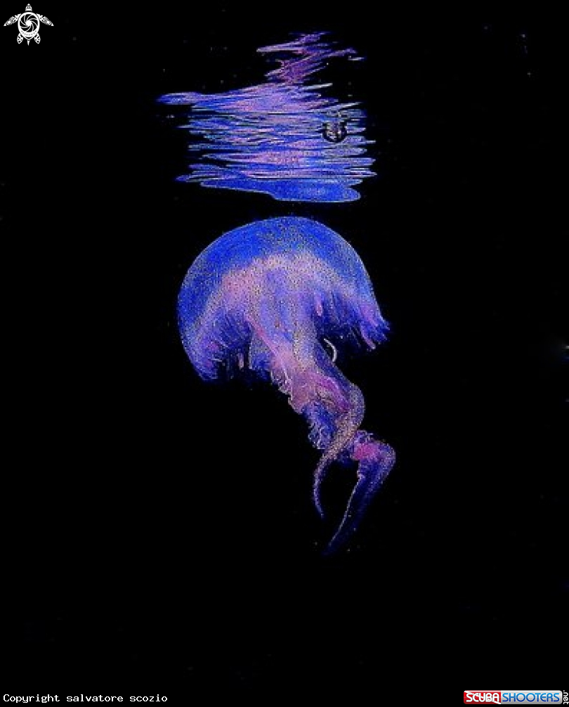 A pelagia noctiluca