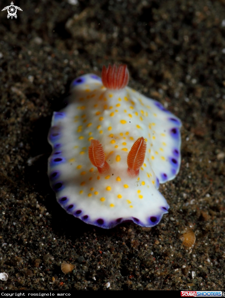 A Nudibranch