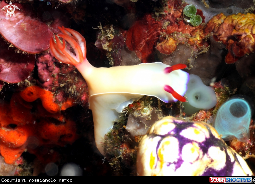 A Nudibranch