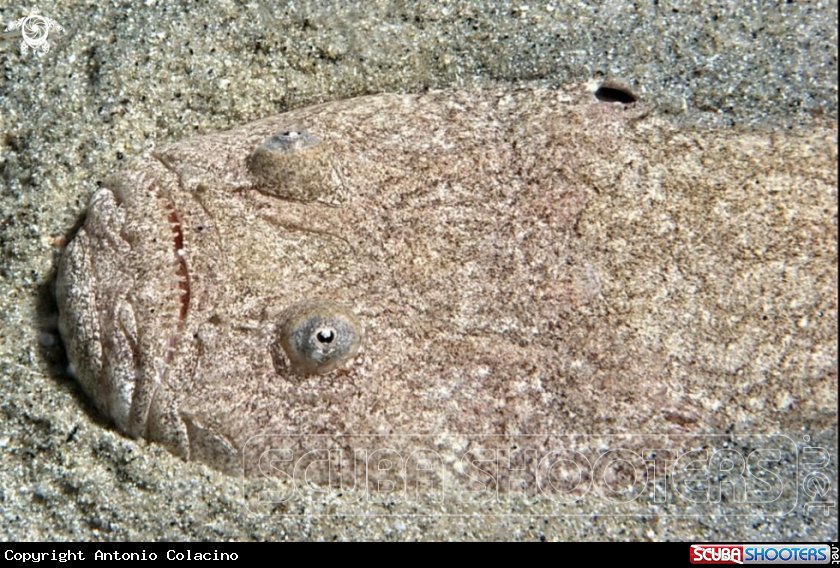A Pesce lanterna