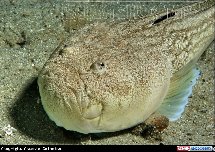 A Pesce lanterna