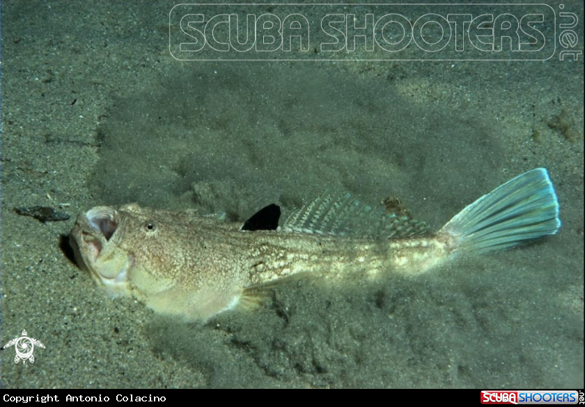 A Pesce lanterna
