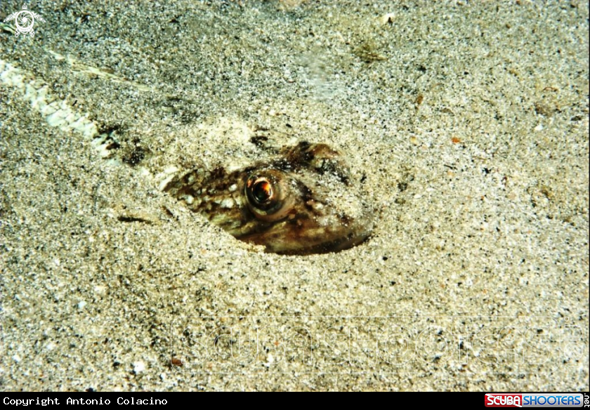 A Pesce lucertola-Lizard fish