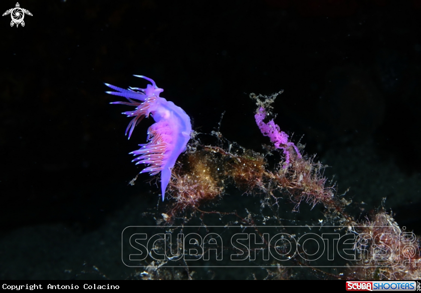 A Flabellina affinis