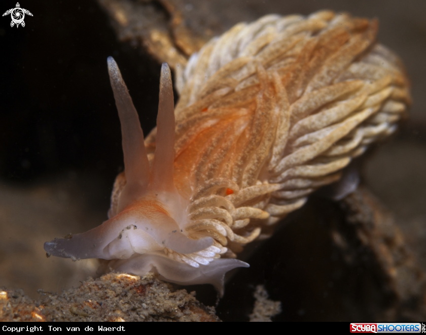A underwater creature