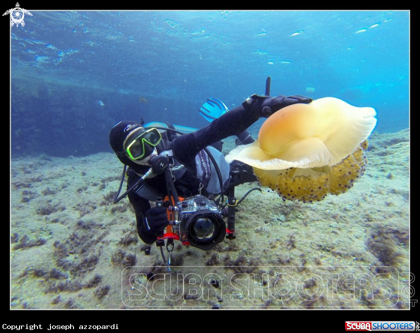 A Jelly fish
