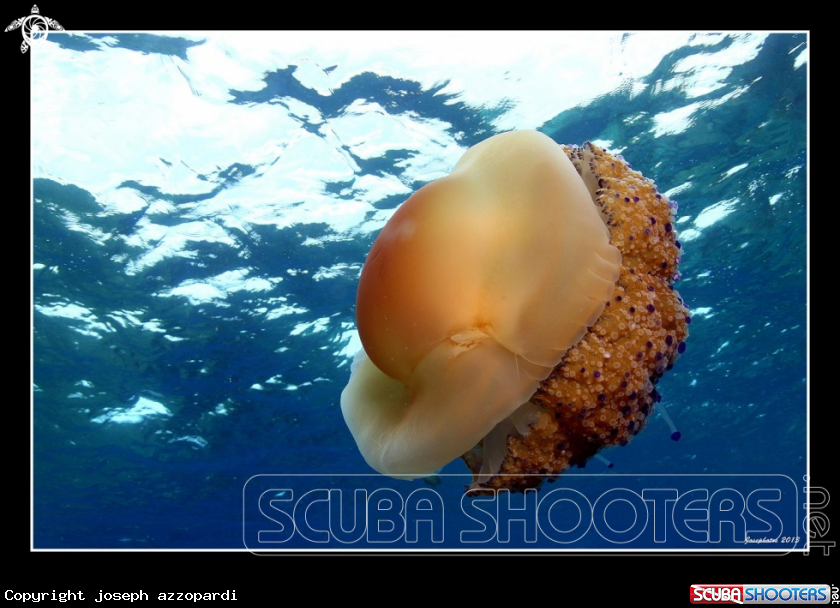 A Geant jelly fish