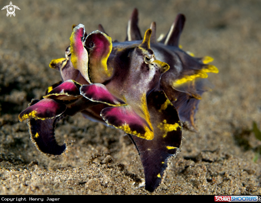 A Flamboyant Cuttlefish 