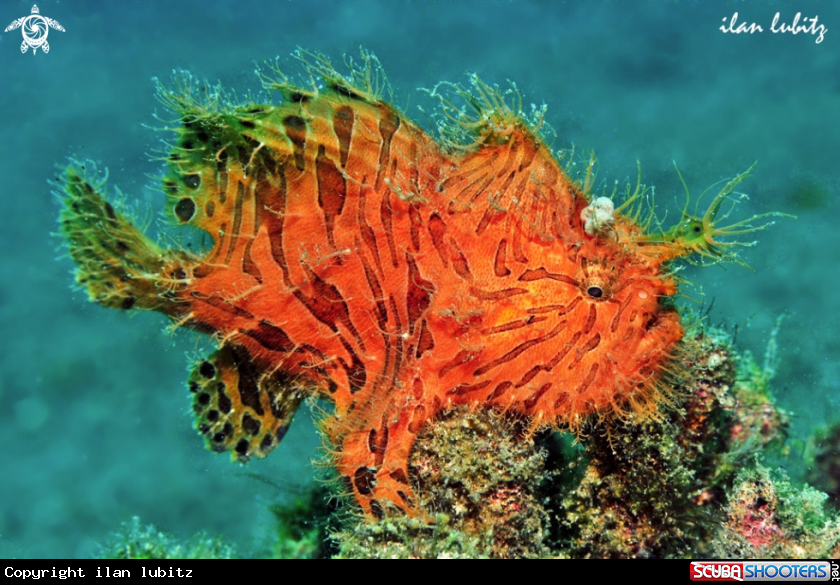 A frogfish