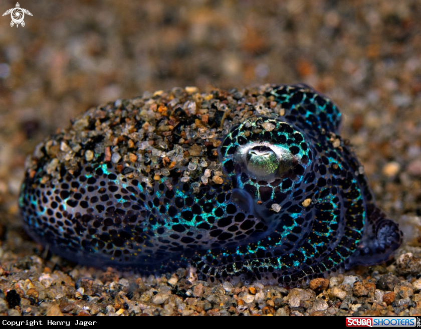 A Bobtail squid