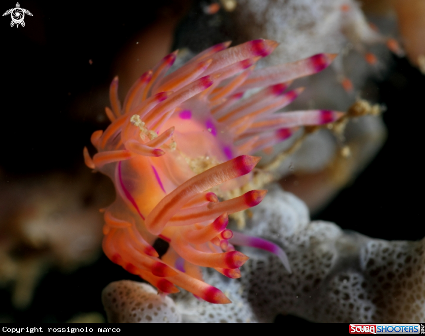 A Nudibranch