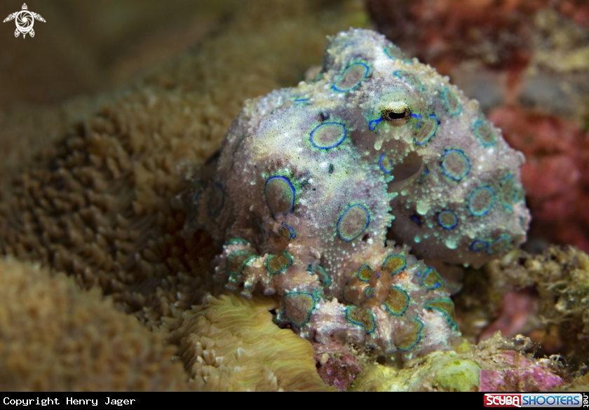 A Blue-Ringed Octopus