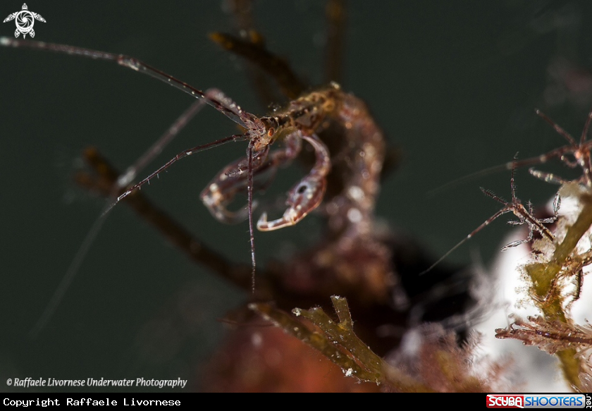 A Skeleton shrimp