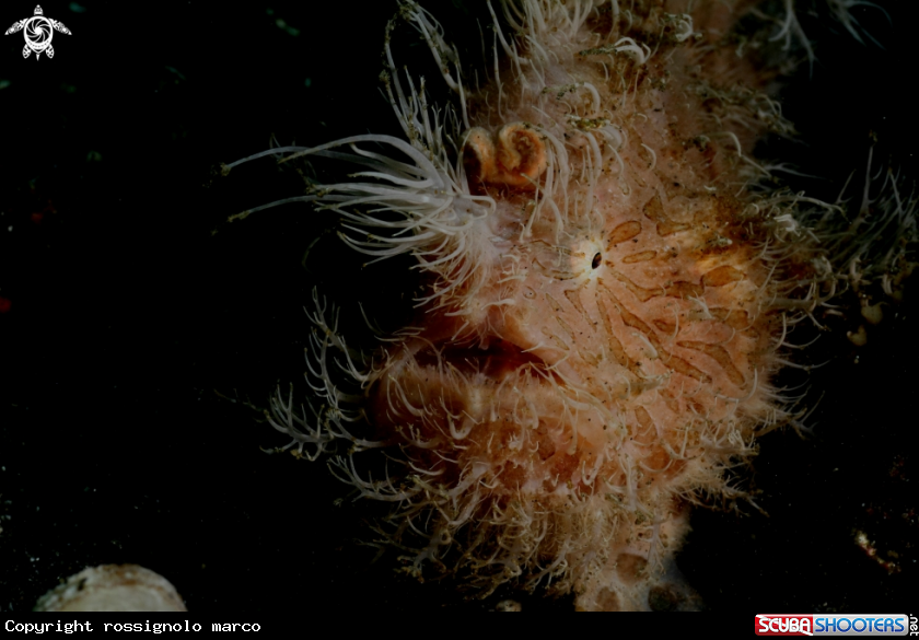 A Frogfish Hair