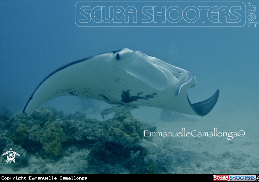 A manta ray