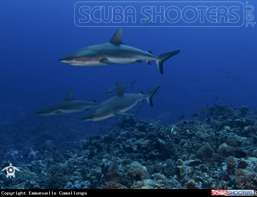 A grey sharks
