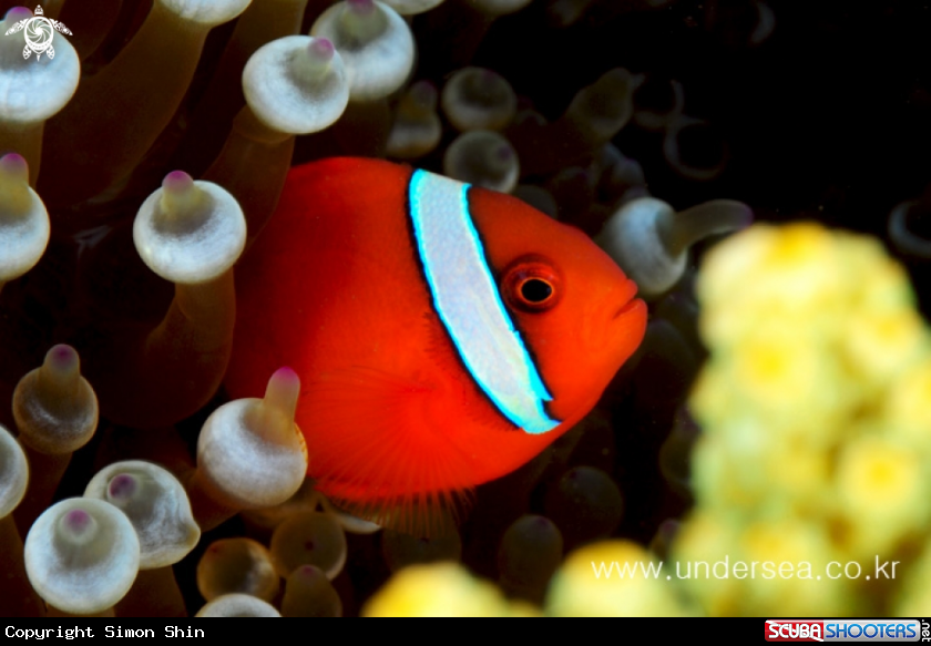 A anemonefish