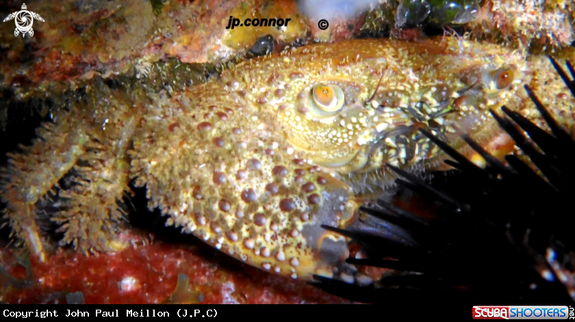 A Crabe