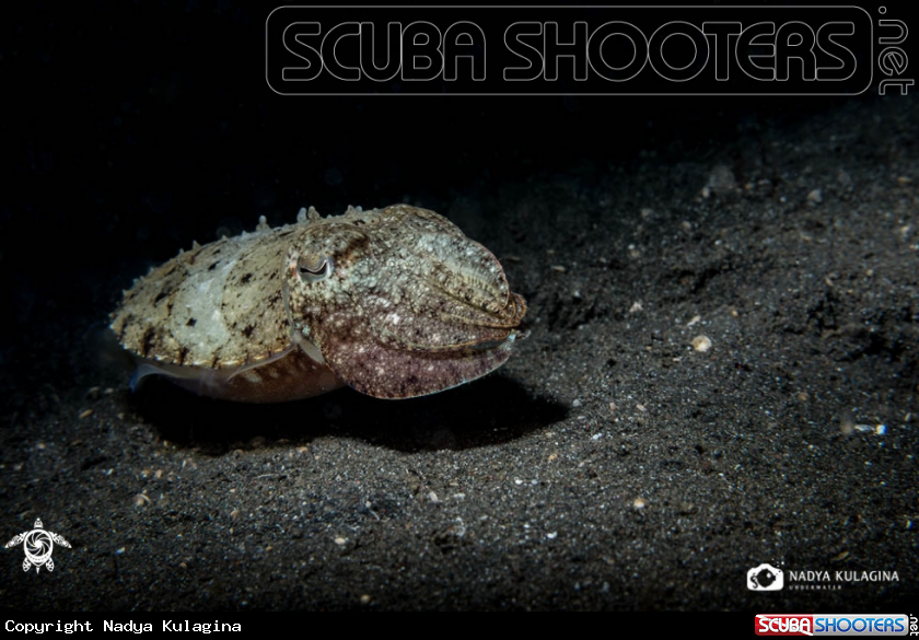 A Cuttlefish
