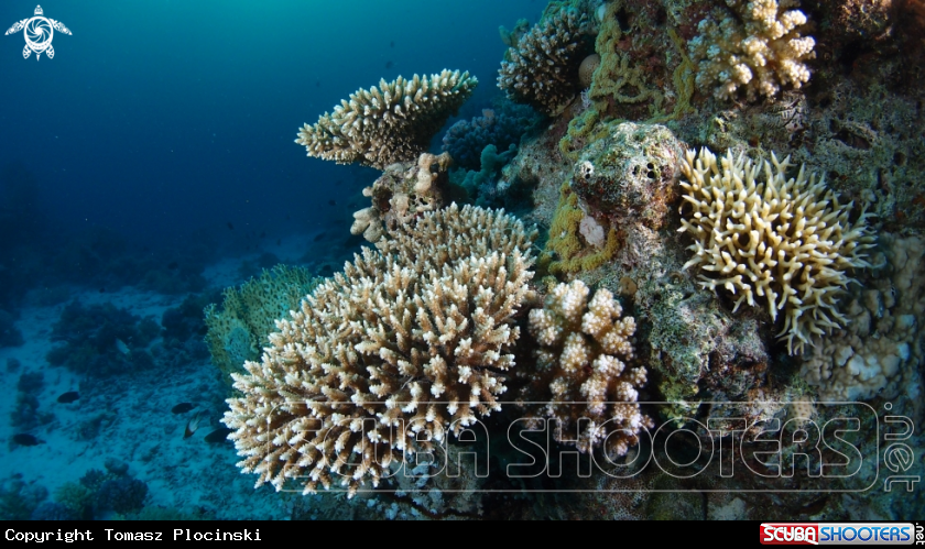 A Underwater Colors