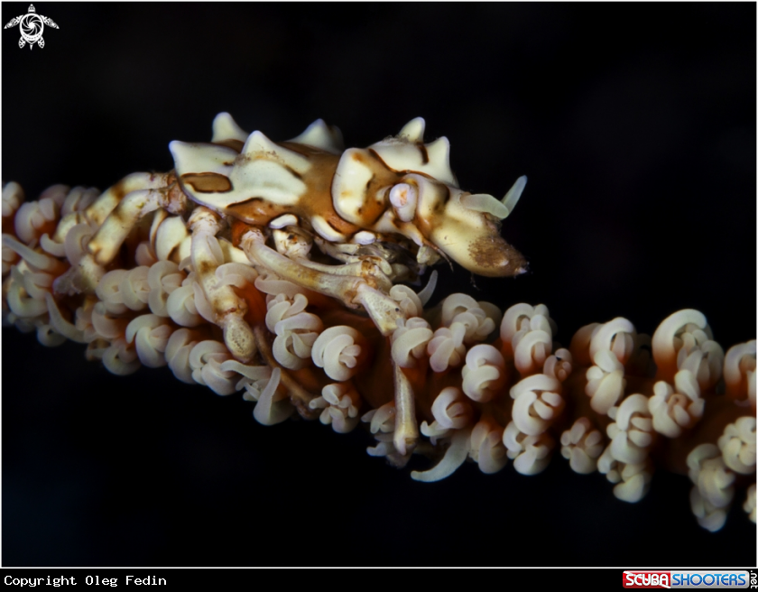 A XENO CRAB