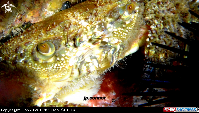 A Crabe