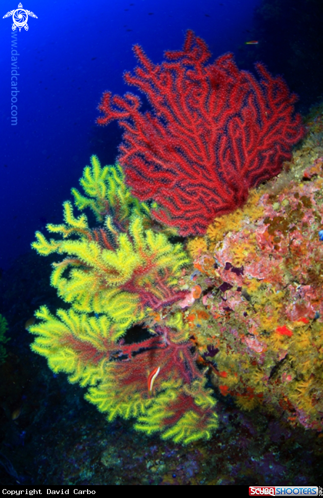 A Gorgonia