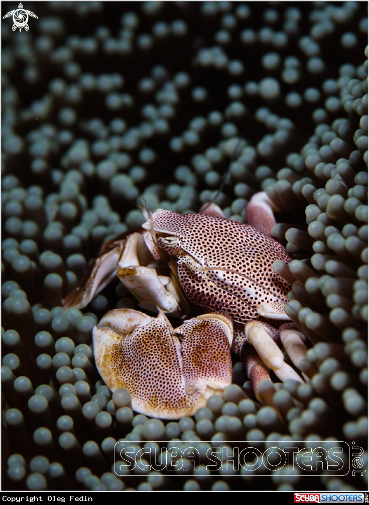 A Porcelain crab