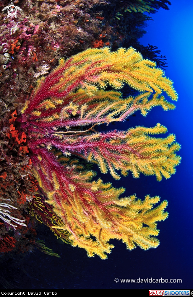 A Gorgonia