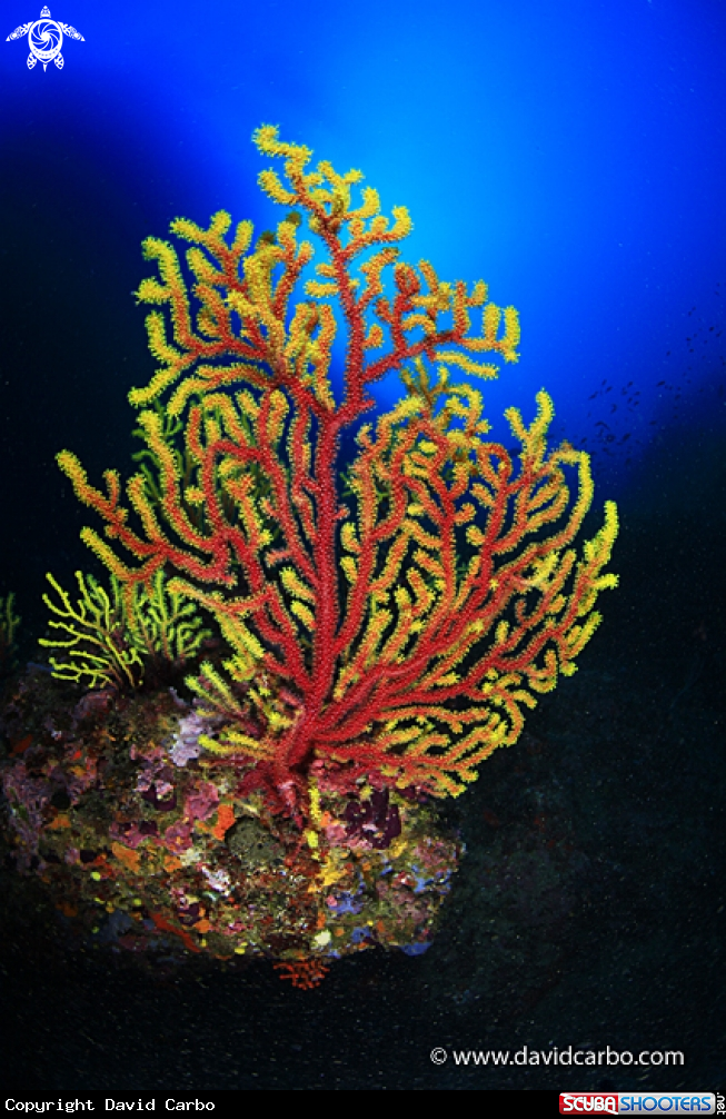 A Gorgonia