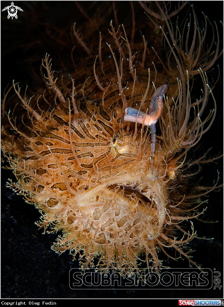 A Hairy frogfish