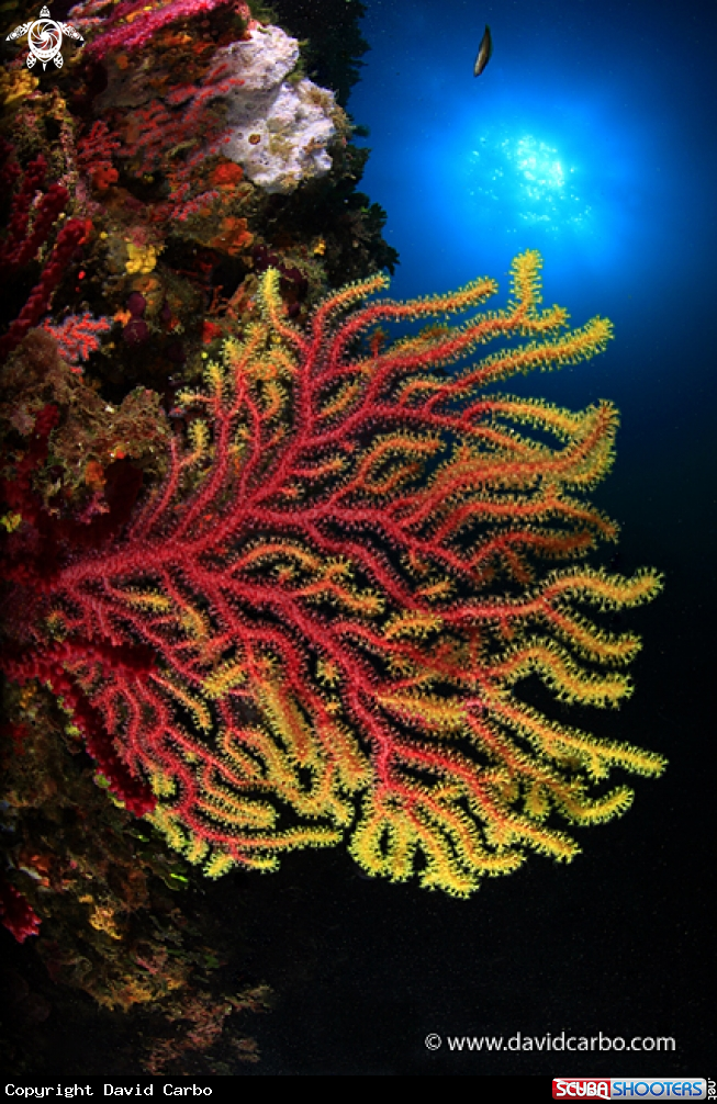A Gorgonia