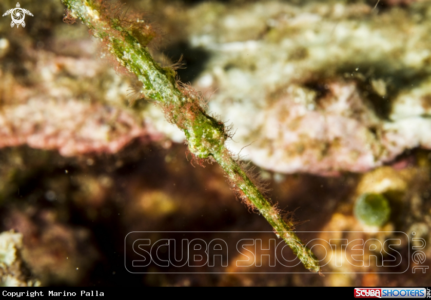 A Halimeda Ghost Pipefish