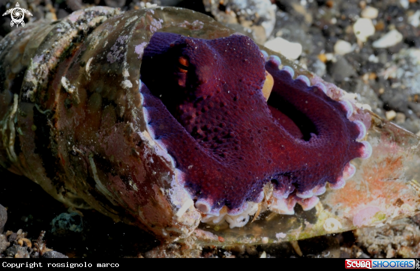 A Octopus