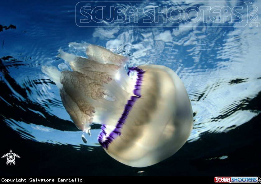 A Polmone di mare