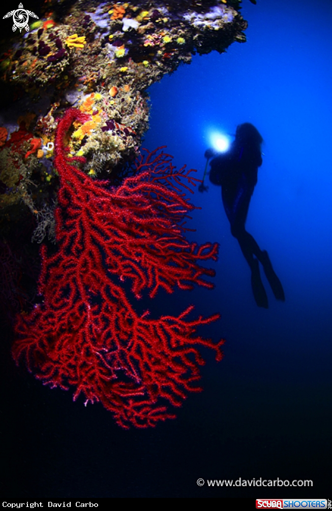 A Gemma with gorgonia
