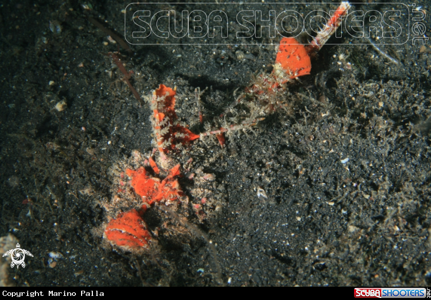 A Devil Fish