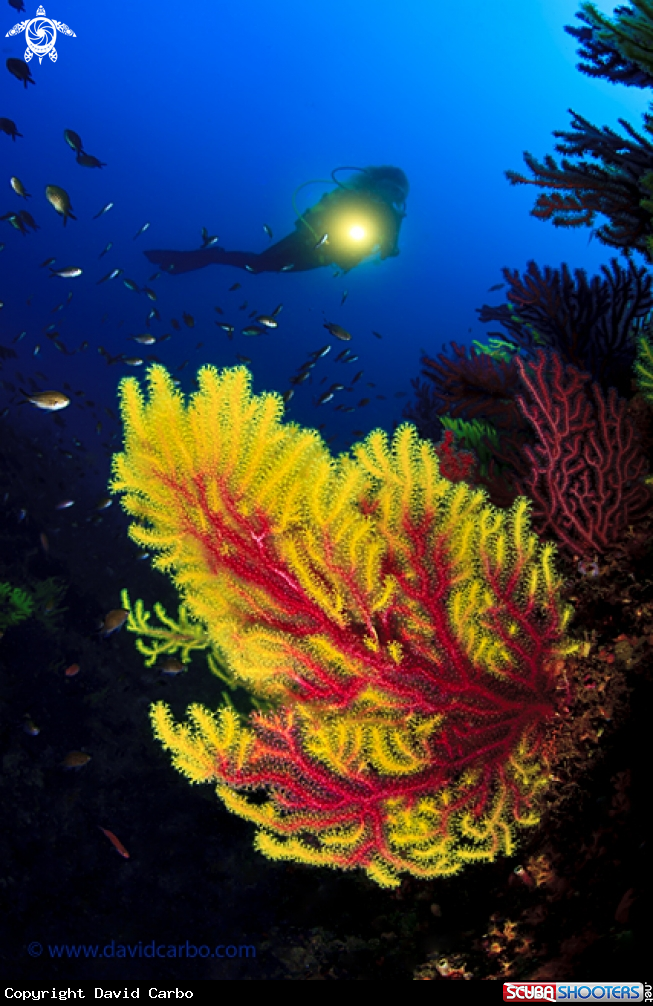 A Gemma with gorgonia