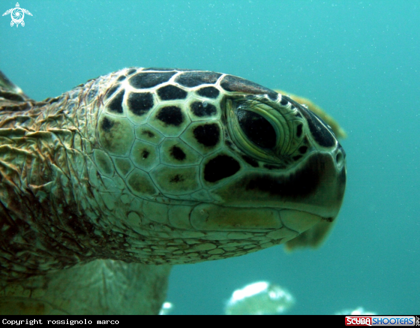 A Turtle
