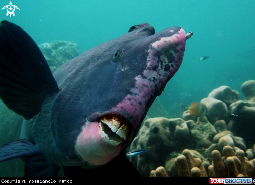 A Pesce papagallo