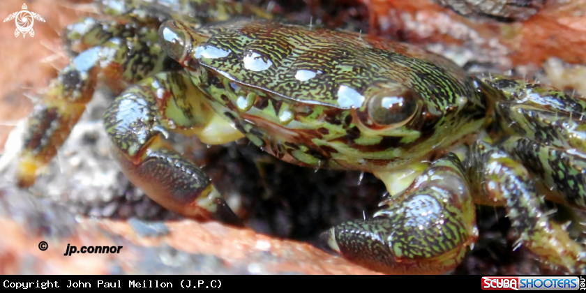 A Crabe