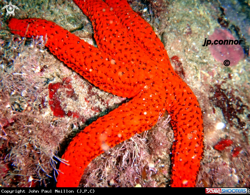 A Etoile de Mer Rouge